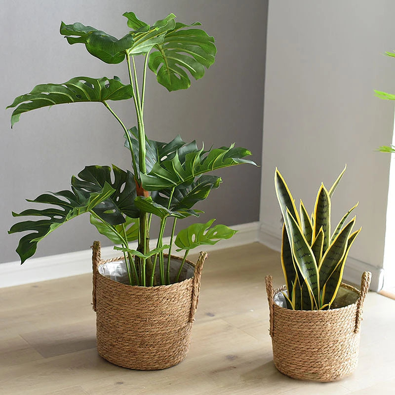 Two potted plants in woven baskets on a wooden floor against a gray wall.
