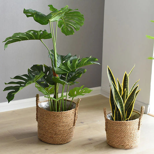 Two potted plants in woven baskets on a wooden floor against a gray wall.